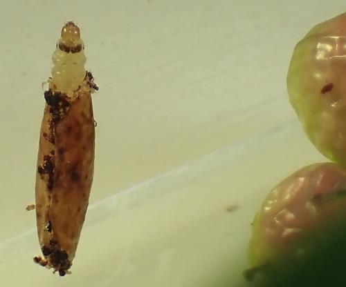 Palumbina guerinii